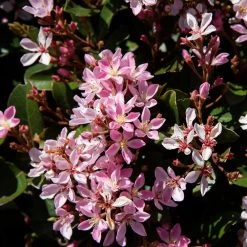 Pinkie Indian Hawthorn Shrub -Garden Plant Store Pink indian Hawthorn 3 FGT