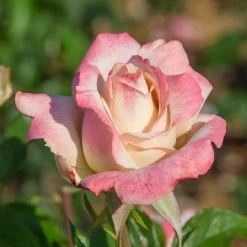 Pinkerbelle™ Rose -Garden Plant Store Pinkerbelle Rose 2 FGT