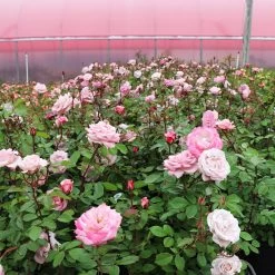 Pinkerbelle™ Rose -Garden Plant Store Pinkerbelle Rose 4