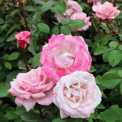 Pinkerbelle™ Rose -Garden Plant Store Pinkerbelle Rose 5