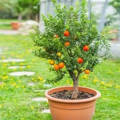 Featured Products -Garden Plant Store Pixie Mandarin Tree 1 FGT