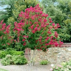 Pink Velour Crape Myrtle -Garden Plant Store Pnk Velour Crape Myrtle 4 FGT
