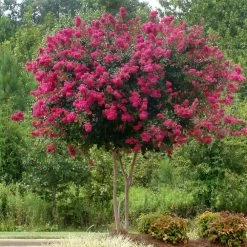 Pink Velour Crape Myrtle -Garden Plant Store Pnk Velour Crape Myrtle 5 FGT