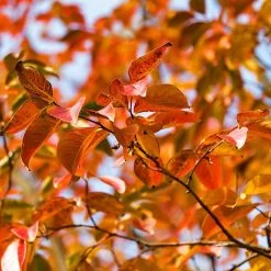 Pink Velour Crape Myrtle -Garden Plant Store Pnk Velour Crape Myrtle 8