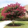 Pink Velour Crape Myrtle 1 Pink Velour Crape Myrtle -Garden Plant Store Pnk Velour Crape Myrtle FGT 600x600 b03142bb 2ee6 41eb 8c3b 61824ffc7733