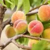 Polly Peach Tree 1 Polly Peach Tree -Garden Plant Store Polly Peach FGT 600x600 1