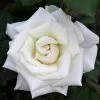 Pope John Paul II Rose Shrub 1 Pope John Paul II Rose Shrub -Garden Plant Store Pope John Paul Rose FGT 600x600 0c0da3d4 5c1d 47bc 9e25 5c58543e2d88