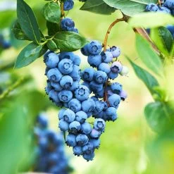 Powderblue Blueberry - USDA Organic -Garden Plant Store Powderblue BLueberry 1 c93adce7 c2b0 44b5 bb3c 13f22e77109c