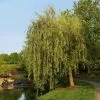 Prairie Cascade Weeping Willow -Garden Plant Store Prarie Cascade Willow FGT 600x600 7781f277 3593 4f36 9a81 fb90dfbb8fc4
