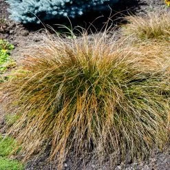 Prairie Fire Sedge -Garden Plant Store Prarie Fire Sedge 4