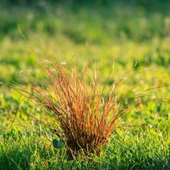 Prairie Fire Sedge -Garden Plant Store Prarie Fire Sedge 5 FGT