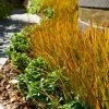 Prairie Fire Sedge -Garden Plant Store Prarie Fire Sedge FGT 600x600 0ccfb205 f925 4cc6 9f47 7bfe2db0c343