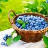 Premier Blueberry Bush - USDA Organic -Garden Plant Store Premier Blueberry 600x600 ddbabd72 5193 4f4a 98e7 11b96955f093