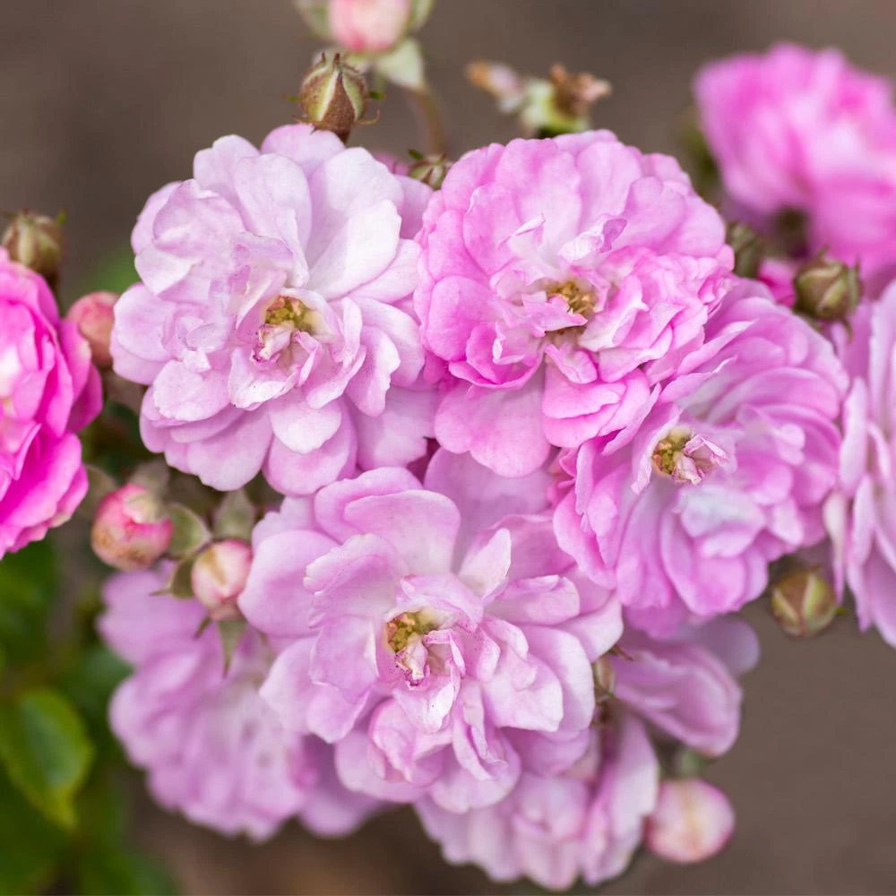 Pretty Polly® Lavender Rose 4 Pretty Polly® Lavender Rose - Image 2