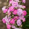 Pretty Polly® Lavender Rose -Garden Plant Store Pretty Polly Lavender FGT 600x600 fa96b552 e9c5 470d a9ad f6ad78ac1ef6