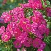 Pretty Polly® Pink Rose -Garden Plant Store Pretty Polly Pink FGT 600x600 2e87813e 8fe6 40f5 8923 a7daf0c3429b