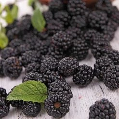 Prime Ark Freedom Blackberry - USDA Organic 9 Prime Ark Freedom Blackberry - USDA Organic -Garden Plant Store Prime Ark Freedom Blackberries 2 450w 6eb9fce9 bbe8 4d18 aff3 ccaf8f5427c6