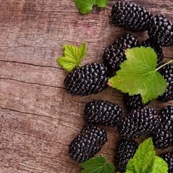 Prime Ark Freedom Blackberry - USDA Organic 8 Prime Ark Freedom Blackberry - USDA Organic -Garden Plant Store Prime Ark Freedom Blackberries 450w d5286eb3 bcc5 4d9f baed f30b1d6d3dee