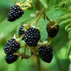 Garden Plant Store -Garden Plant Store Prime Ark Freedom Blackberry Bush 450w 60444639 e983 4f88 ac23 95c37a385df9