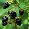 Prime Ark Freedom Blackberry - USDA Organic 2 Prime Ark Freedom Blackberry - USDA Organic -Garden Plant Store Prime Ark Freedom Blackberry bush 350w 9cbf9bb2 77d7 4a3f b9a4 c7f5fe216d50