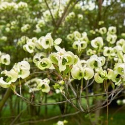 Mexican Flowering Dogwood Tree 8 Mexican Flowering Dogwood Tree -Garden Plant Store Pringle Mexican Dogwood 1