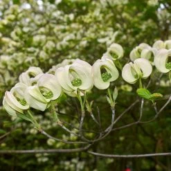 Mexican Flowering Dogwood Tree 9 Mexican Flowering Dogwood Tree -Garden Plant Store Pringle Mexican Dogwood 2