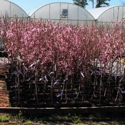 Profusion Crabapple Tree -Garden Plant Store Profussion Crabapple 1