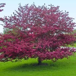 Profusion Crabapple Tree -Garden Plant Store Profussion Crabapple 5