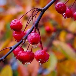 Profusion Crabapple Tree -Garden Plant Store Profussion Crabapple 6