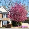 Profusion Crabapple Tree -Garden Plant Store Profussion Crabapple FGT 600x600 4197319e 7a7f 4531 bddc ad01dbd7ea12
