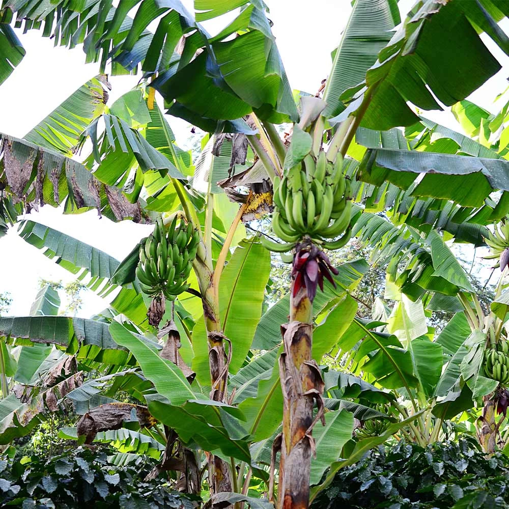 Puerto Rican Plantain Banana Tree 8 Puerto Rican Plantain Banana Tree - Image 6