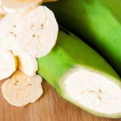 Puerto Rican Plantain Banana Tree 12 Puerto Rican Plantain Banana Tree -Garden Plant Store Puerto Rican Plantain Banana Tree 3