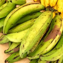 Puerto Rican Plantain Banana Tree 11 Puerto Rican Plantain Banana Tree -Garden Plant Store Puerto Rican Plantain Banana Tree 7