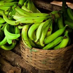 Puerto Rican Plantain Banana Tree 13 Puerto Rican Plantain Banana Tree -Garden Plant Store Puerto Rican Plantain Banana Tree 9