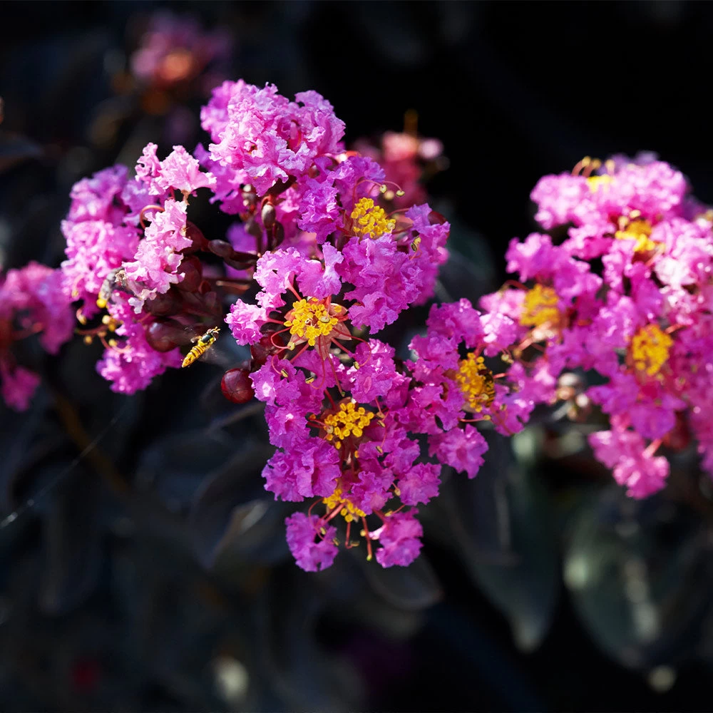 Black Diamond® Crape Myrtle - Purely Purple™ 5 Black Diamond® Crape Myrtle - Purely Purple™ - Image 3