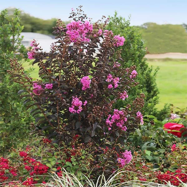 Black Diamond® Crape Myrtle - Purely Purple™ 3 Black Diamond® Crape Myrtle - Purely Purple™