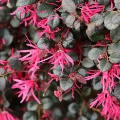 Purple Daydream® Dwarf Loropetalum 11 Purple Daydream® Dwarf Loropetalum -Garden Plant Store Purple Daydream Loropetalum 1