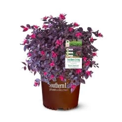 Purple Daydream® Dwarf Loropetalum 14 Purple Daydream® Dwarf Loropetalum -Garden Plant Store Purple Daydream Loropetalum 2