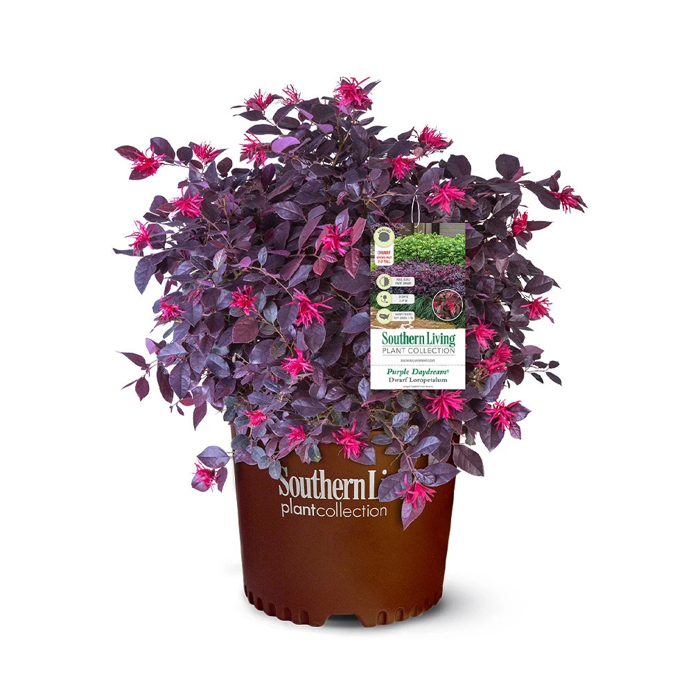 Purple Daydream® Dwarf Loropetalum 8 Purple Daydream® Dwarf Loropetalum - Image 6