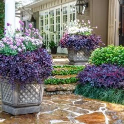 Purple Daydream® Dwarf Loropetalum 10 Purple Daydream® Dwarf Loropetalum -Garden Plant Store Purple Daydream Loropetalum 3