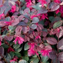 Purple Diamond® Semi-Dwarf Loropetalum 10 Purple Diamond® Semi-Dwarf Loropetalum -Garden Plant Store Purple Diamond loropetalum 1