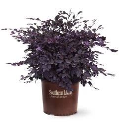 Purple Diamond® Semi-Dwarf Loropetalum 12 Purple Diamond® Semi-Dwarf Loropetalum -Garden Plant Store Purple Diamond loropetalum 6
