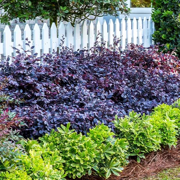 Purple Diamond® Semi-Dwarf Loropetalum 3 Purple Diamond® Semi-Dwarf Loropetalum