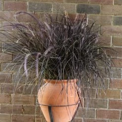 Purple Fountain Grass -Garden Plant Store Purple Fountain Grass 1