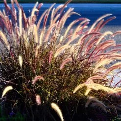 Purple Fountain Grass -Garden Plant Store Purple Fountain Grass 2