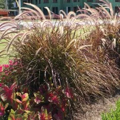 Purple Fountain Grass -Garden Plant Store Purple Fountain Grass 4 FGT