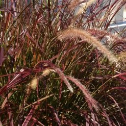 Purple Fountain Grass -Garden Plant Store Purple Fountain Grass 5