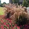 Purple Fountain Grass -Garden Plant Store Purple Fountain Grass FGT 600x600jpg