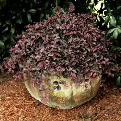 Purple Pixie® Dwarf Weeping Loropetalum -Garden Plant Store Purple Pixoe Loropetalum 2