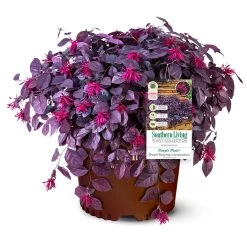 Purple Pixie® Dwarf Weeping Loropetalum -Garden Plant Store Purple Pixoe Loropetalum 3